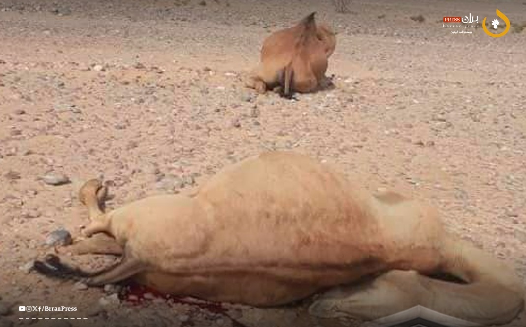 Lightning Strikes Kill Two Camels in Shabwah