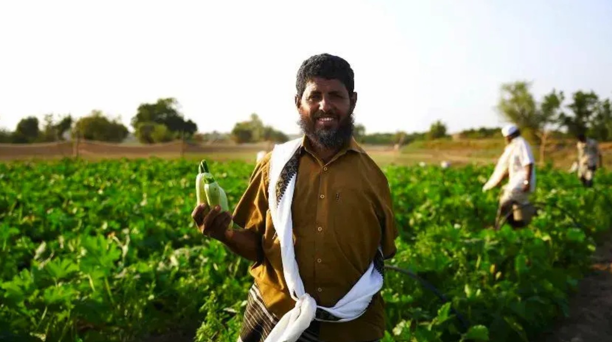 Climate Change and Conflict Devastate Agriculture in Yemen's Abyan Governorate