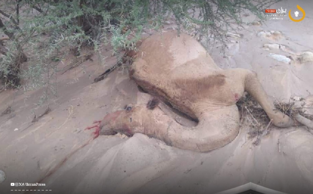 Floods Claim Three Camels in Shabwah, Wash Away Car in Hadhramaut