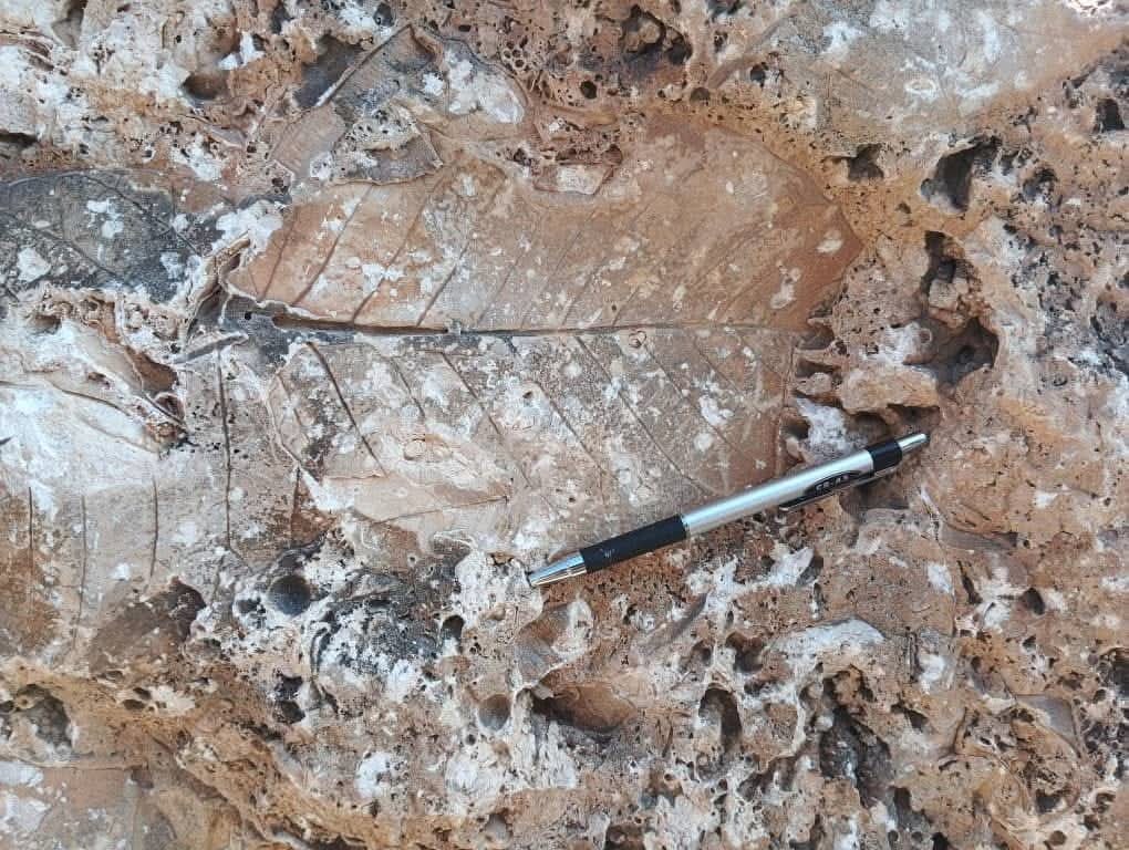 Geological Team Investigates "Alleged Treasures" Near Mukalla: Fossilized Leaves From 5 Million Years Ago