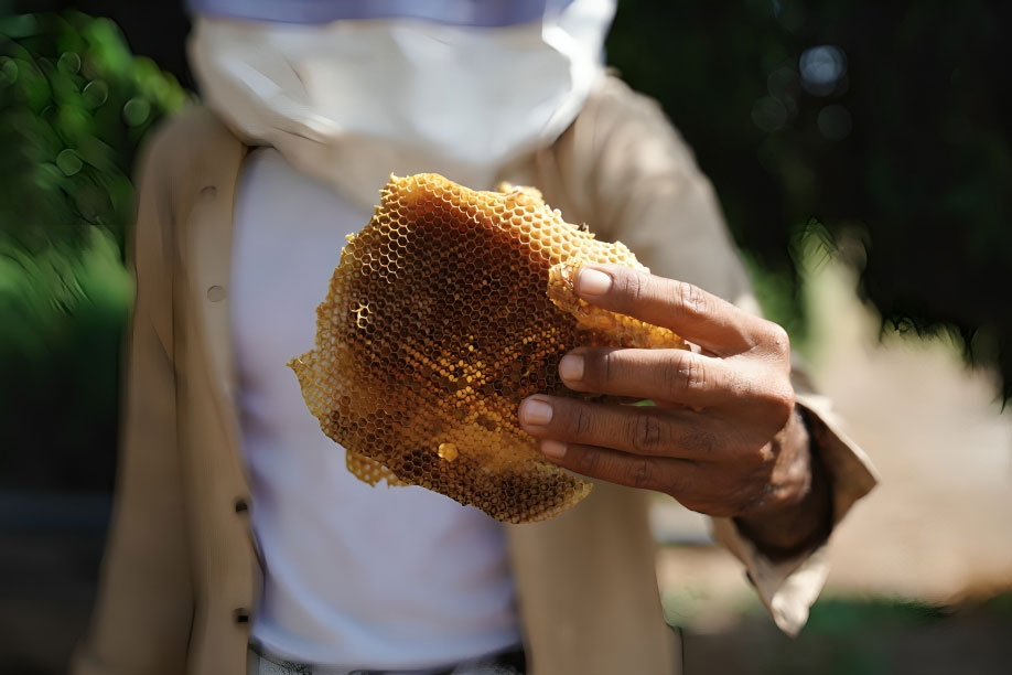 International Study Reports 50% Decline in Honey Exports from Yemen