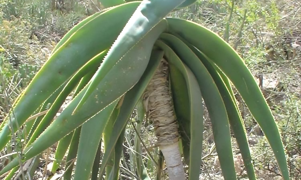 Poisonous cactus herb